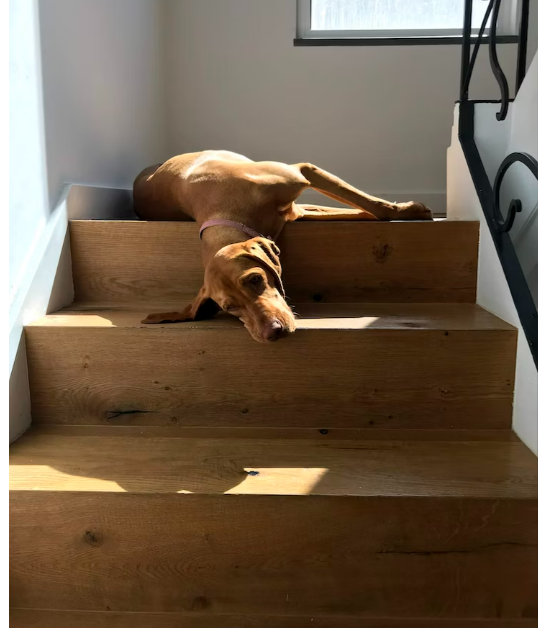 Dog Ramp for Stairs: A Comprehensive Guide for Dog Owners