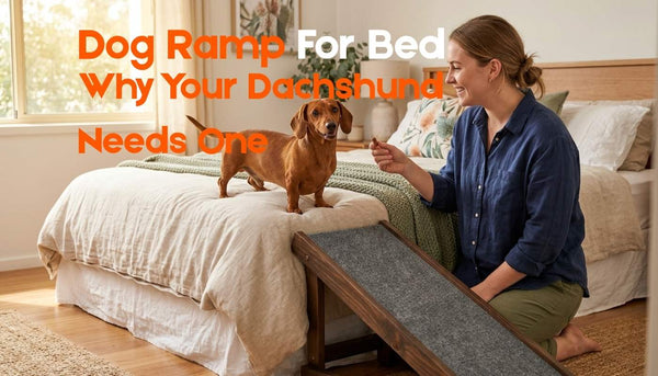 Dog Ramp for Bed: Why Your Dachshund Needs One