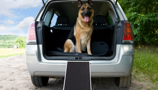 Dog Ramps For Cars